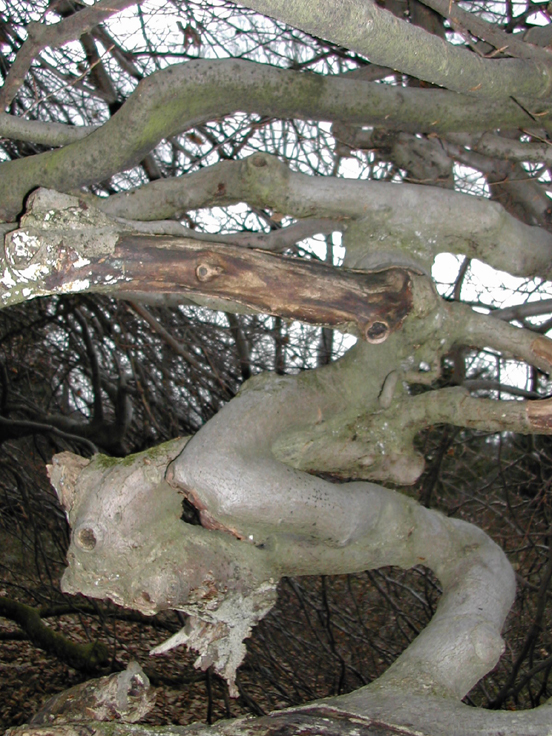 Fonds d'cran Nature Arbres - Forts Un autre faux