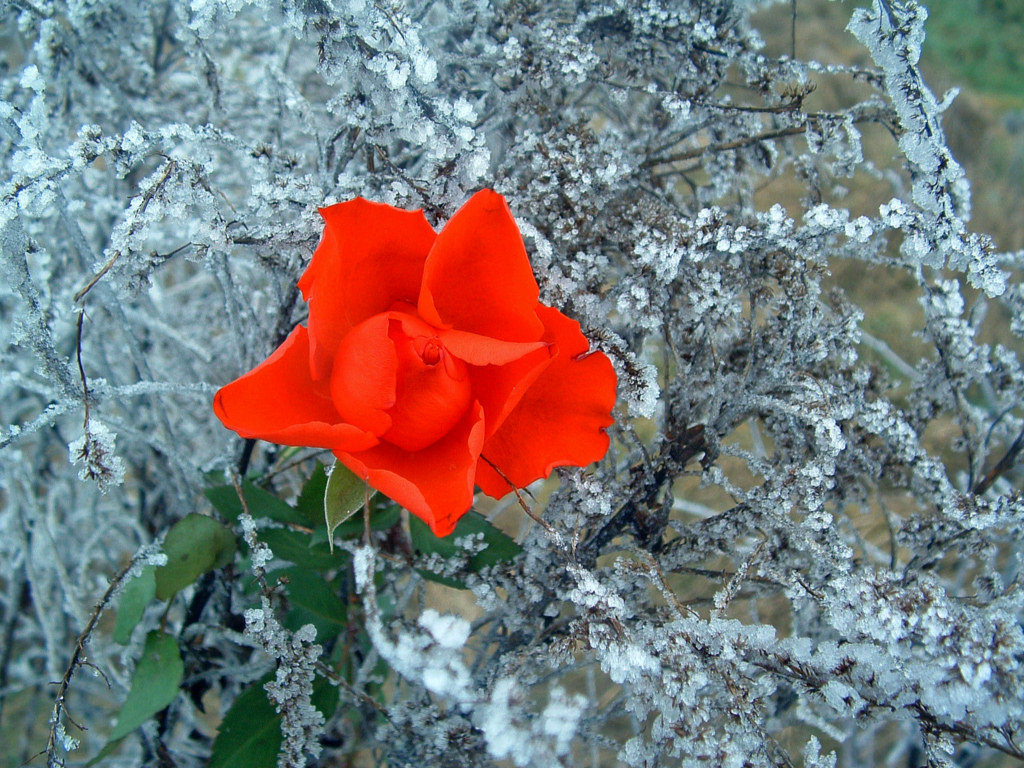 Fonds d'cran Nature Fleurs St Valentin : Un rose dans un crin glac...