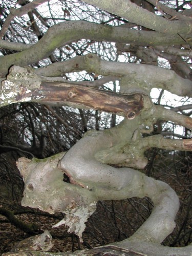 Fonds d'cran Nature Arbres - Forts Un autre faux