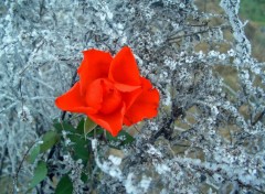 Fonds d'cran Nature St Valentin : Un rose dans un crin glac...