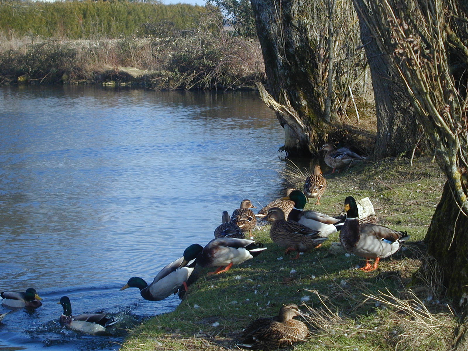 Fonds d'cran Animaux Oiseaux - Canards les coincoins de bromeilles.