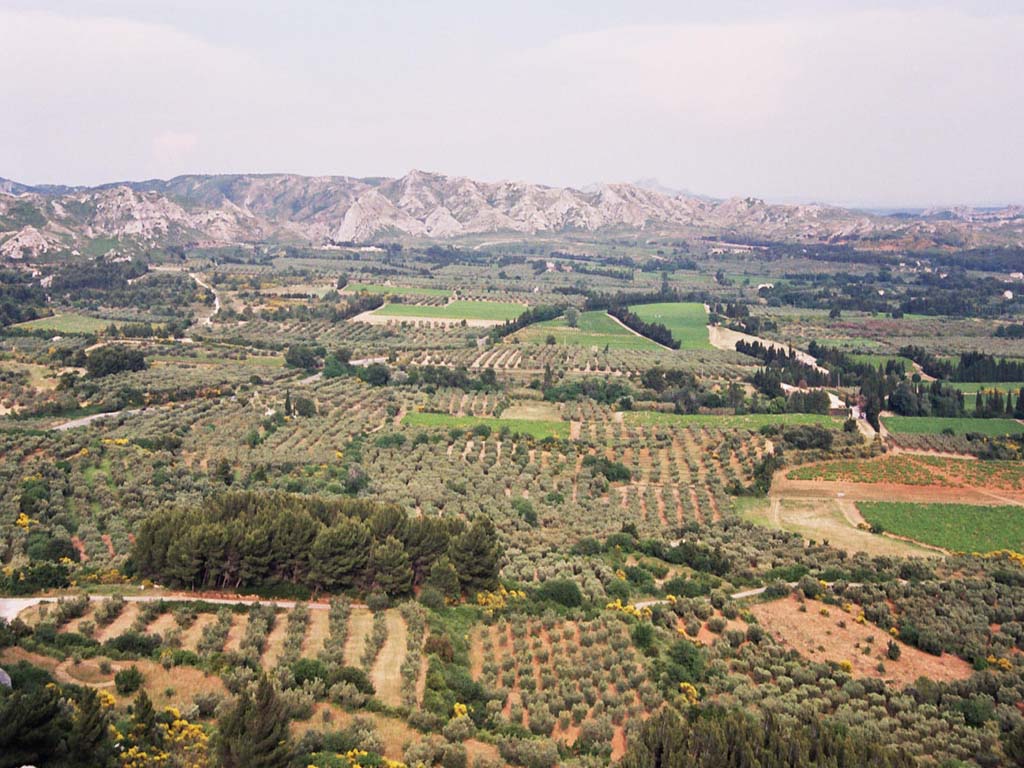 Fonds d'cran Voyages : Europe France > Provence-Alpes-Cte d'Azur oliveraies au pied des Baux de Provence