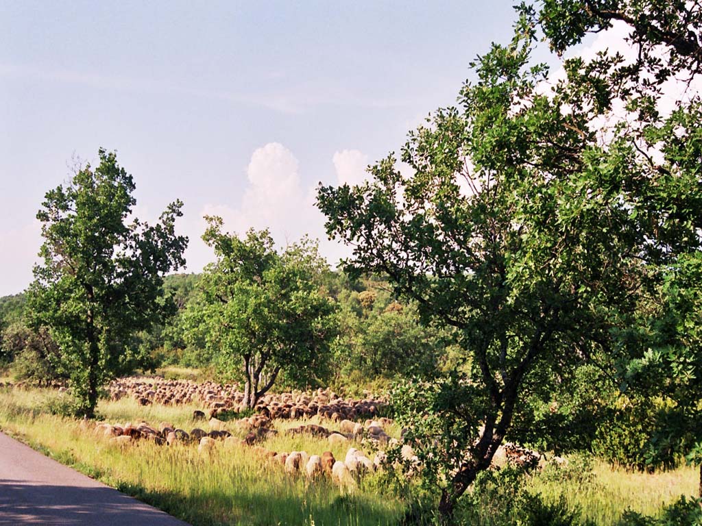 Wallpapers Animals Sheeps troupeau de moutons en campagne provençale