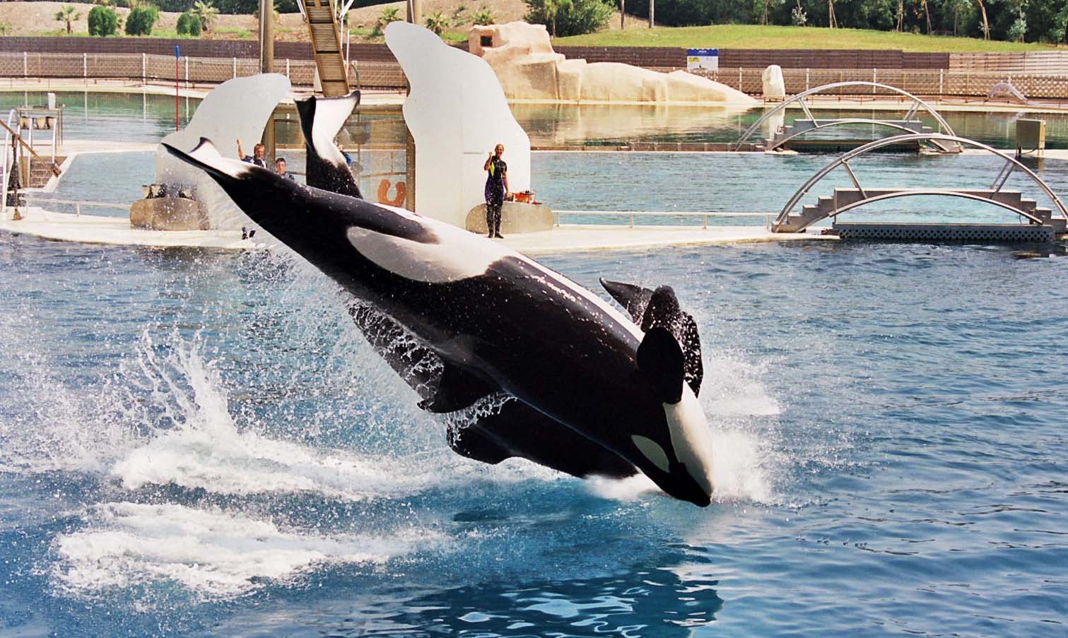 Fonds d'cran Animaux Vie marine - Orques orque