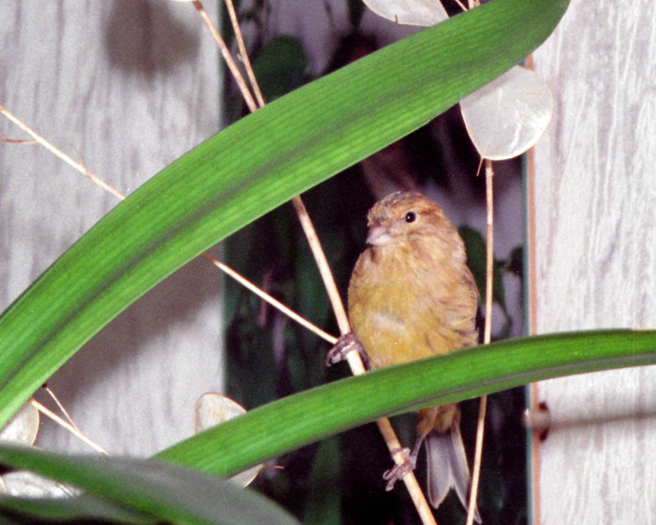 Fonds d'cran Animaux Oiseaux - Canaris Canari et decoration