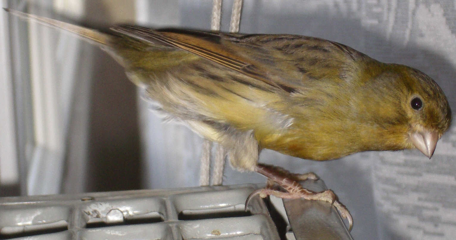 Fonds d'cran Animaux Oiseaux - Canaris canari sur le radiateur