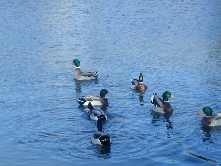 Wallpapers Animals Birds - Ducks canards de bromeilles.