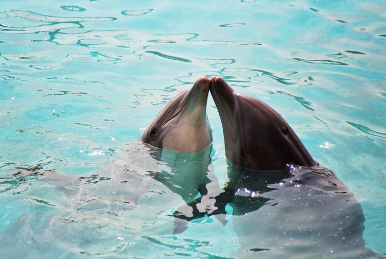 Fonds d'cran Animaux Vie marine - Dauphins prts pour la Saint-Valentin ?