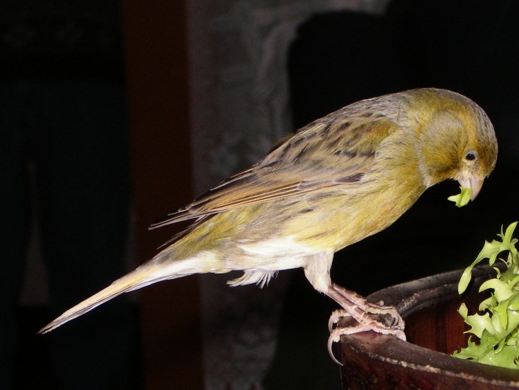 Fonds d'cran Animaux Oiseaux - Canaris canari dans le saladier