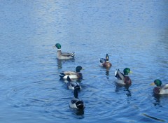 Wallpapers Animals canards de bromeilles.