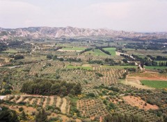 Fonds d'cran Voyages : Europe oliveraies au pied des Baux de Provence