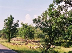 Fonds d'cran Animaux troupeau de moutons en campagne provenale