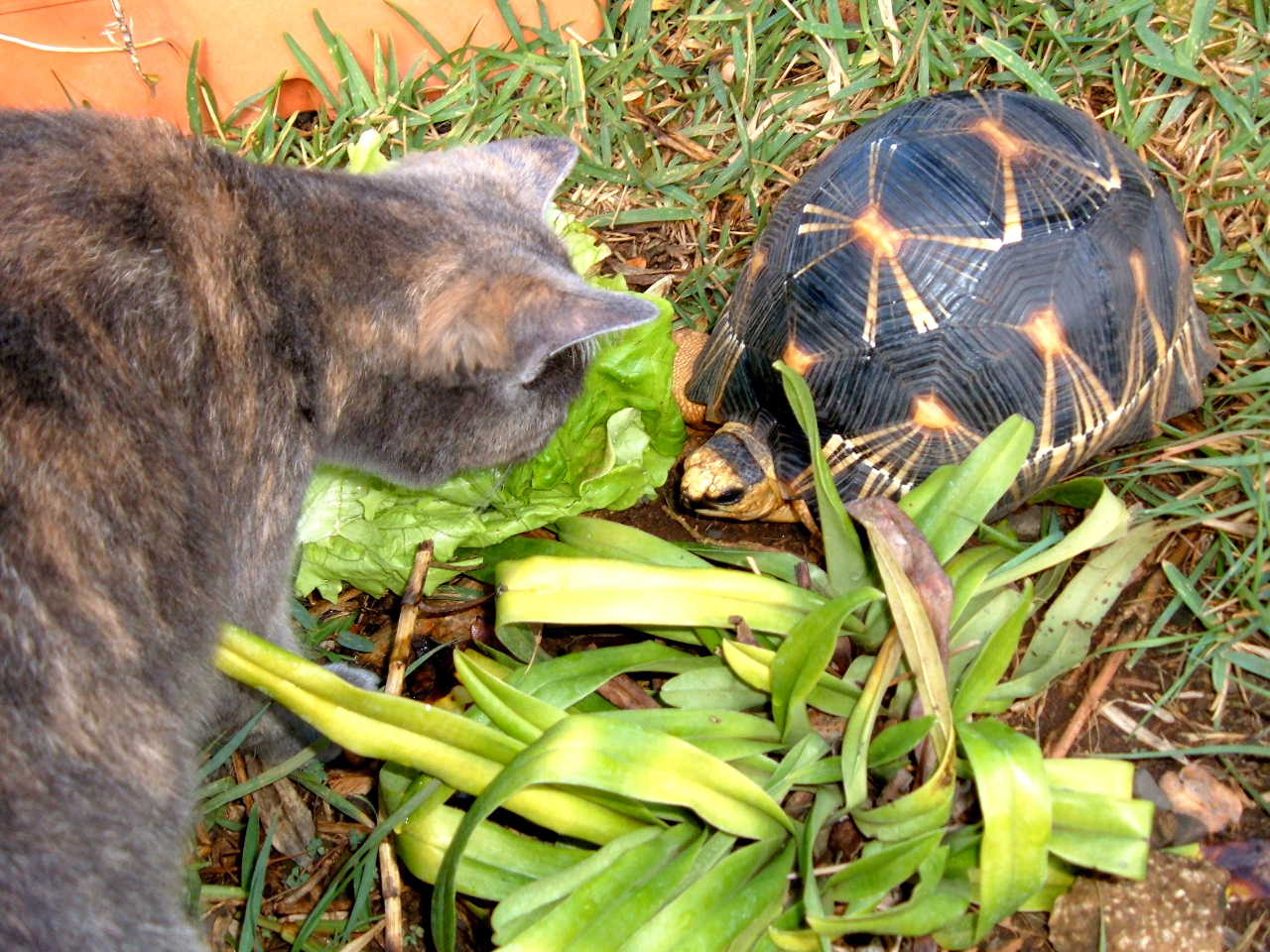 Fonds d'cran Animaux Tortues 