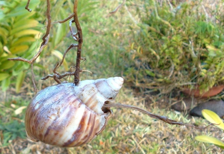 Fonds d'cran Animaux Escargots - Limaces Escargot