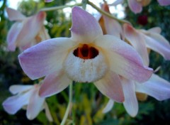 Fonds d'cran Nature orchide ti-Nol