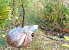 Fonds d'cran Animaux Escargot