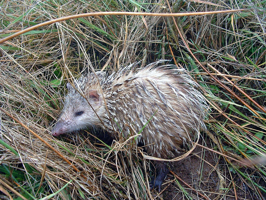 Fonds d'cran Animaux Divers Ile de la Runion : un tangue