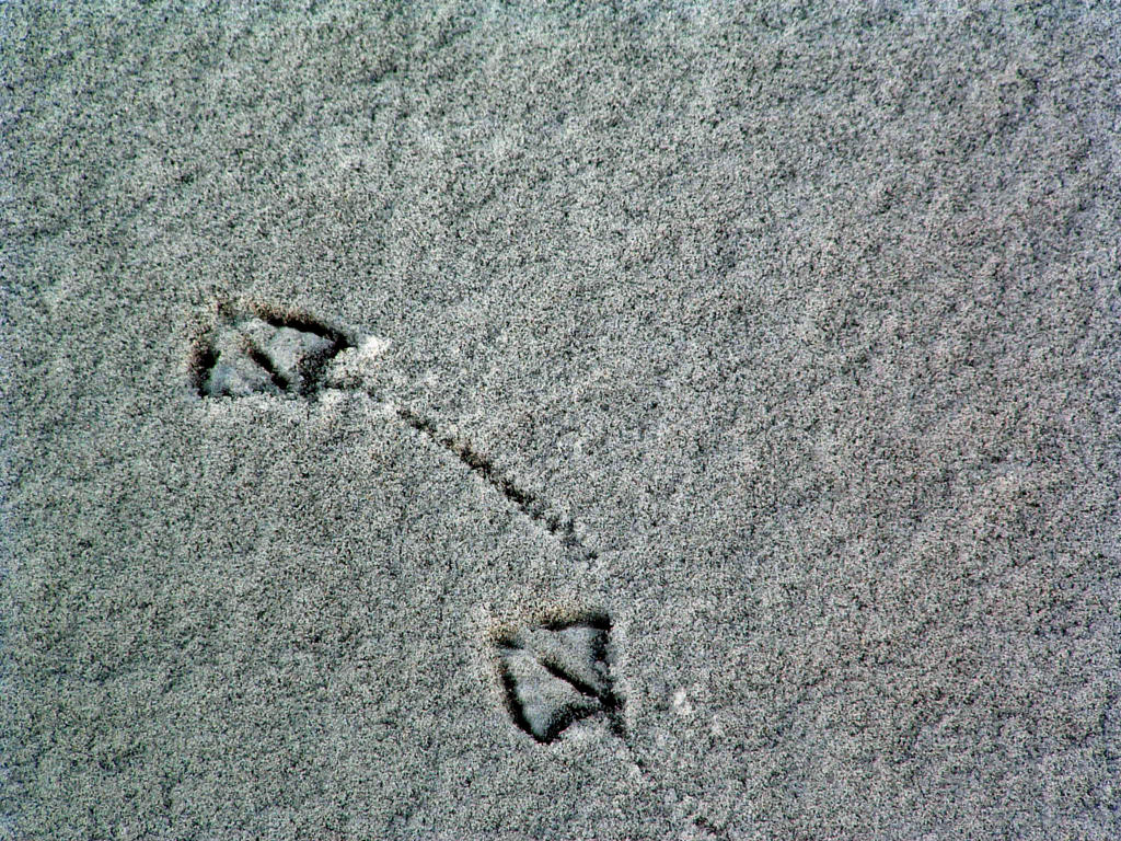 Fonds d'cran Nature Saisons - Hiver Traces...