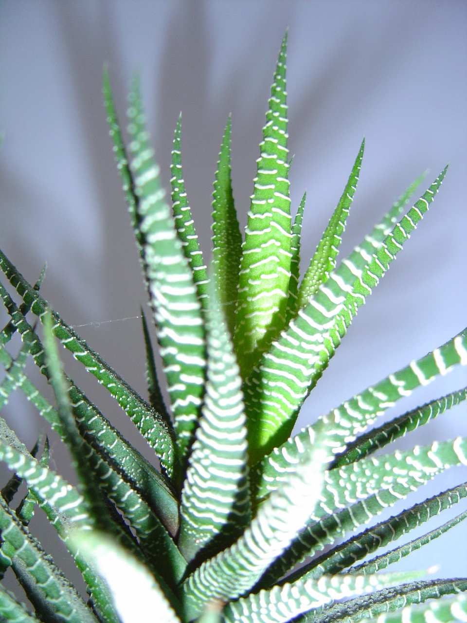 Fonds d'cran Nature Plantes - Arbustes Cactus.