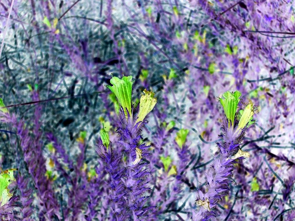 Fonds d'cran Art - Numrique Nature - Arbres, Plantes Jolies petites fleurs bleu