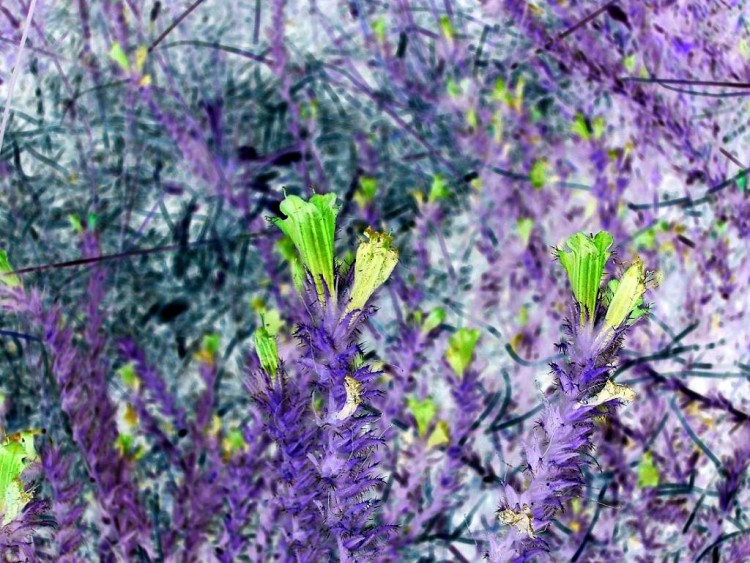 Fonds d'cran Art - Numrique Nature - Arbres, Plantes Jolies petites fleurs bleu