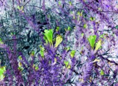 Fonds d'cran Art - Numrique Jolies petites fleurs bleu