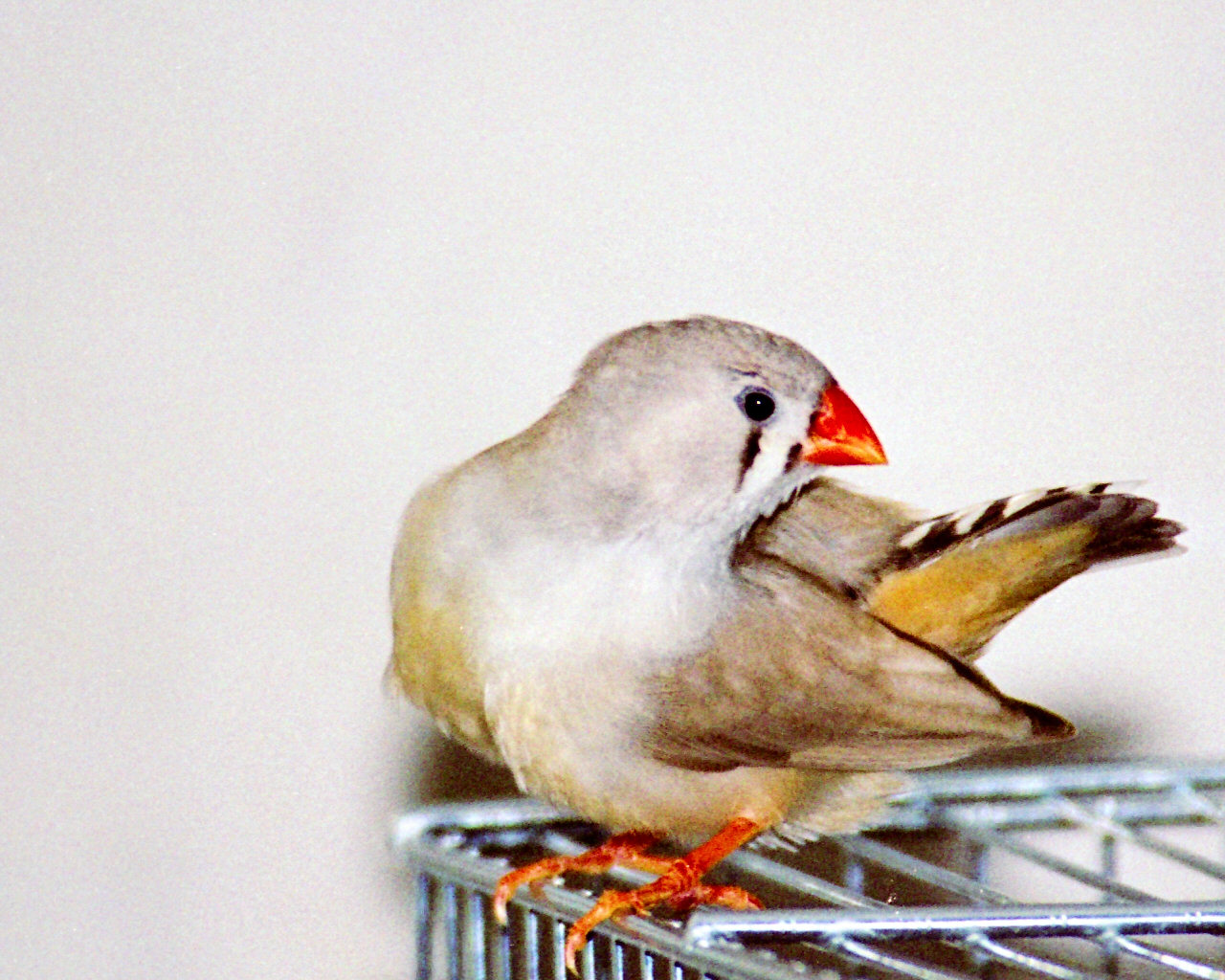 Fonds d'cran Animaux Oiseaux - Mandarins Mandarin femelle