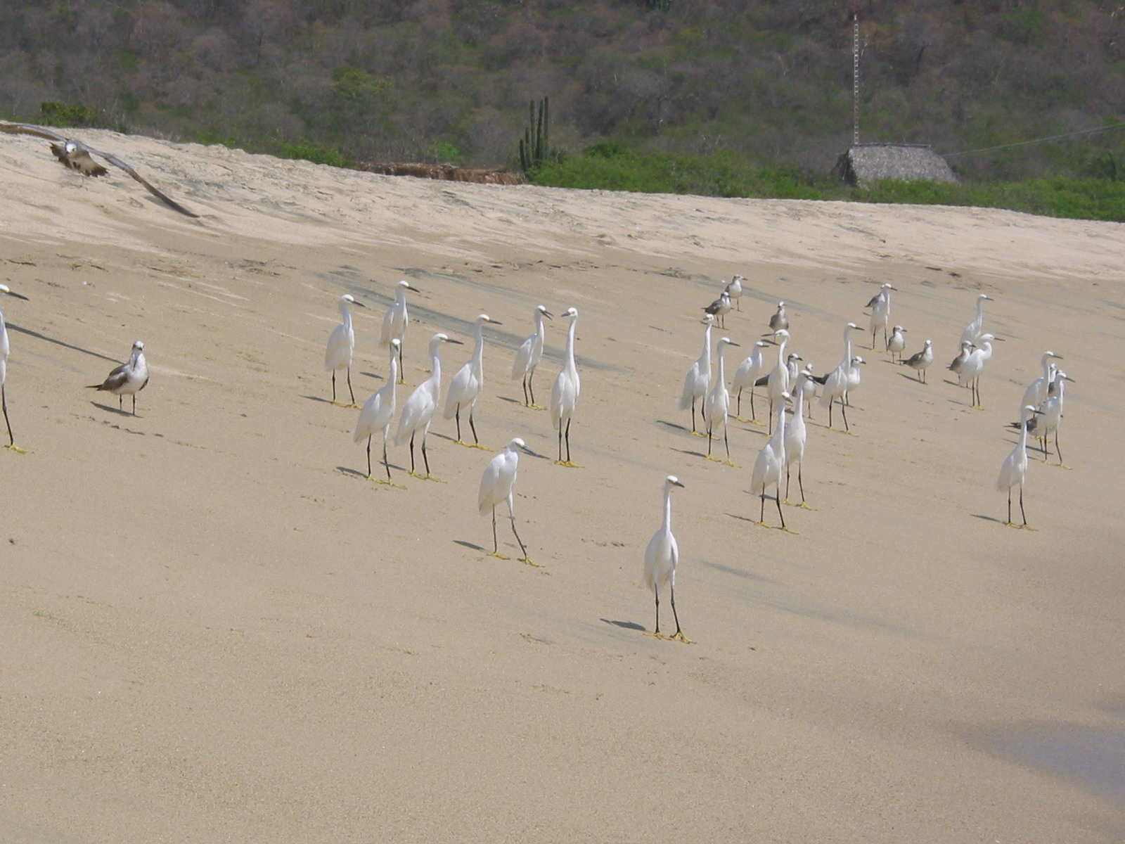 Wallpapers Animals Birds - Herons Hrons