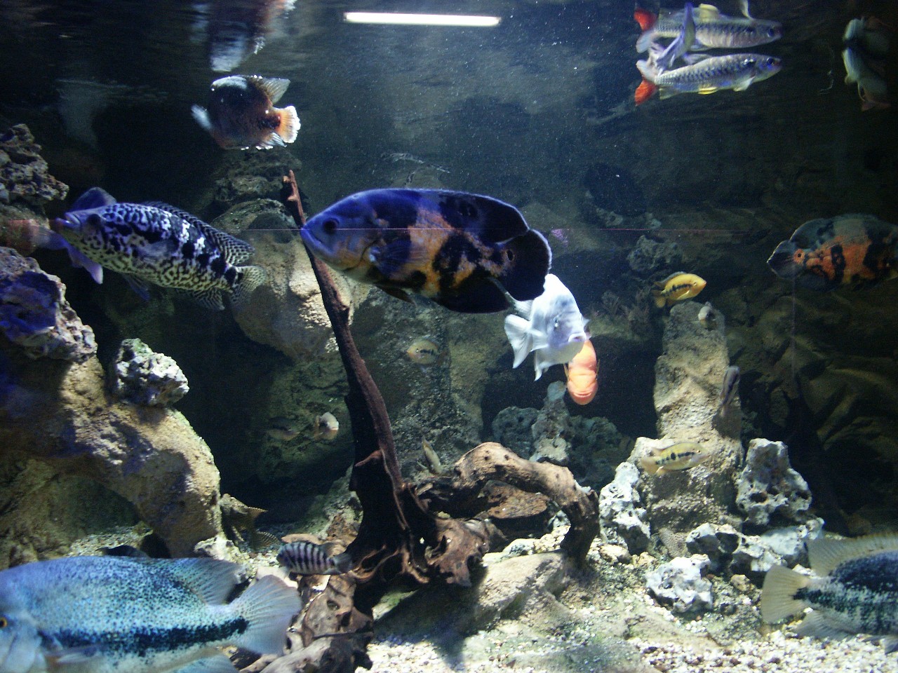 Fonds d'cran Animaux Vie marine - Poissons 