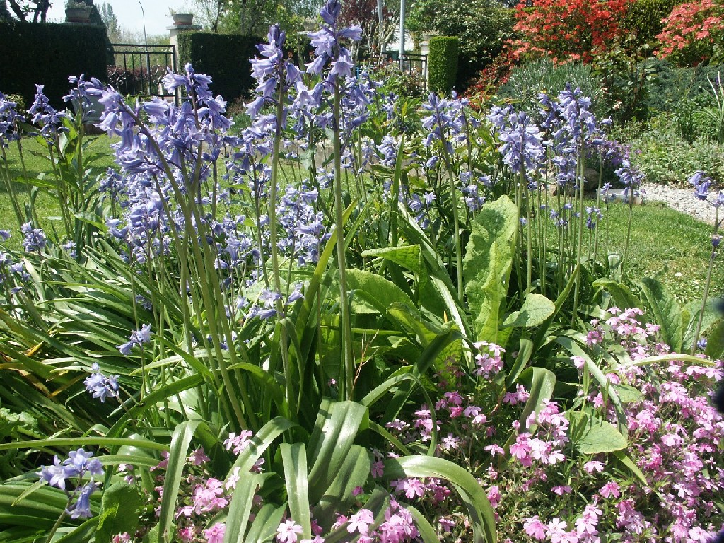 Fonds d'cran Nature Fleurs 