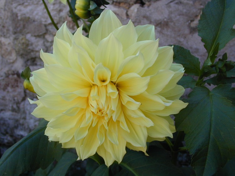 Fonds d'cran Nature Fleurs dahlia du jardin