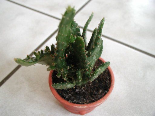 Fonds d'cran Nature Plantes - Arbustes Opuntia monacantha