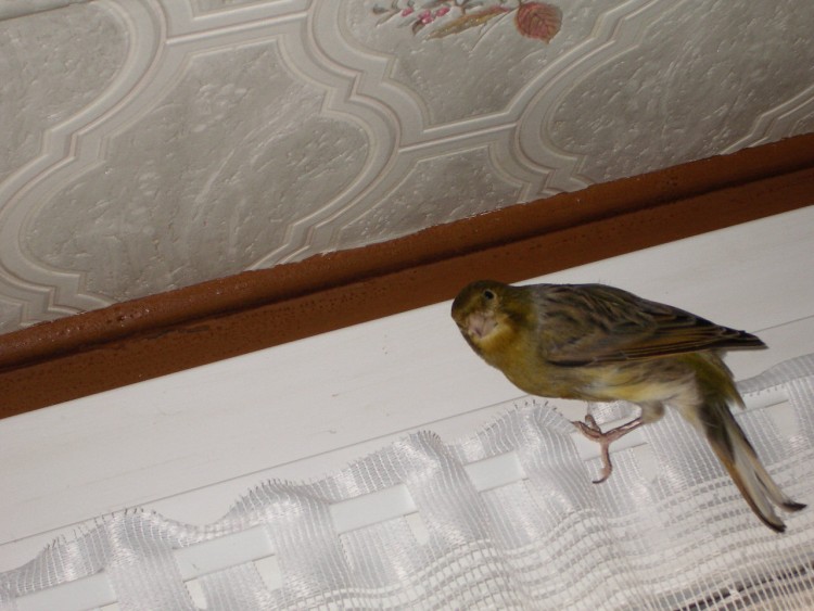 Fonds d'cran Animaux Oiseaux - Canaris spiderpiaf