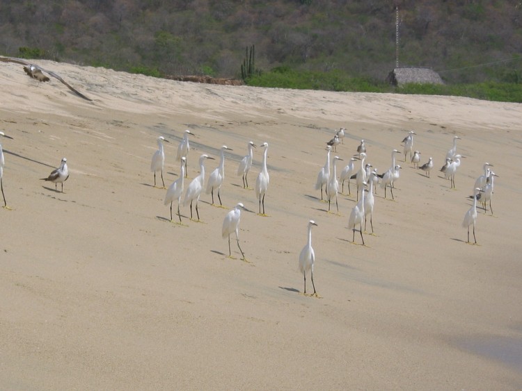 Wallpapers Animals Birds - Herons Hrons