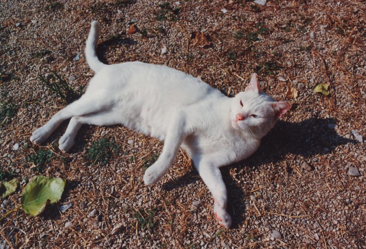 Fonds d'cran Animaux Chats - Chatons AGOSTO '93