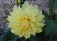 Fonds d'cran Nature dahlia du jardin