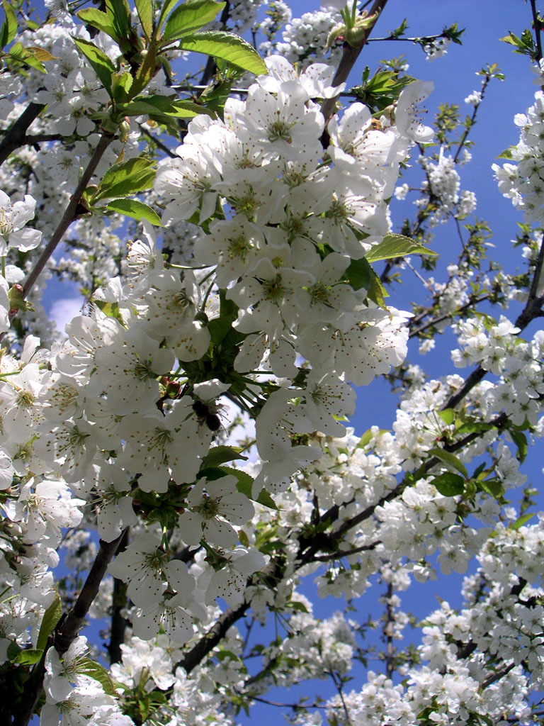 Fonds d'cran Nature Fleurs fleurs de cerisiers en avril