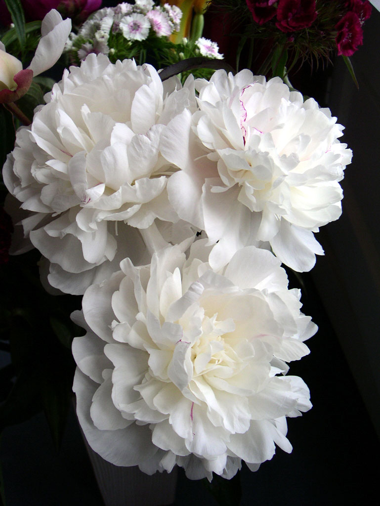 Fonds d'cran Nature Fleurs Bouquet de pivoines blanches