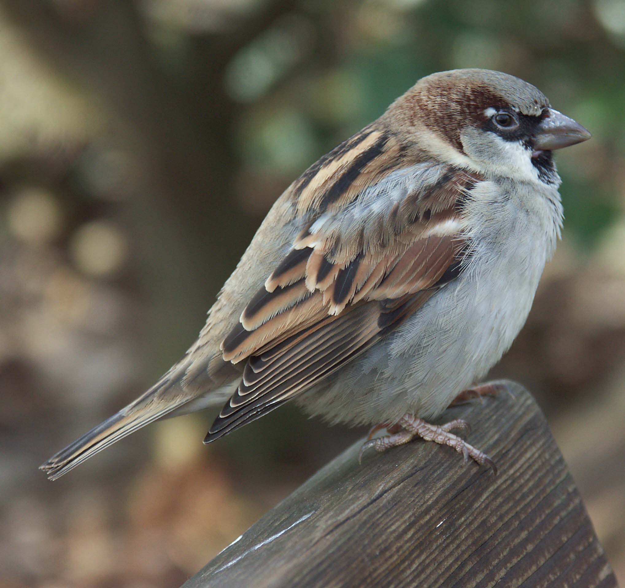 Wallpapers Animals Birds - Misc Un oiseau