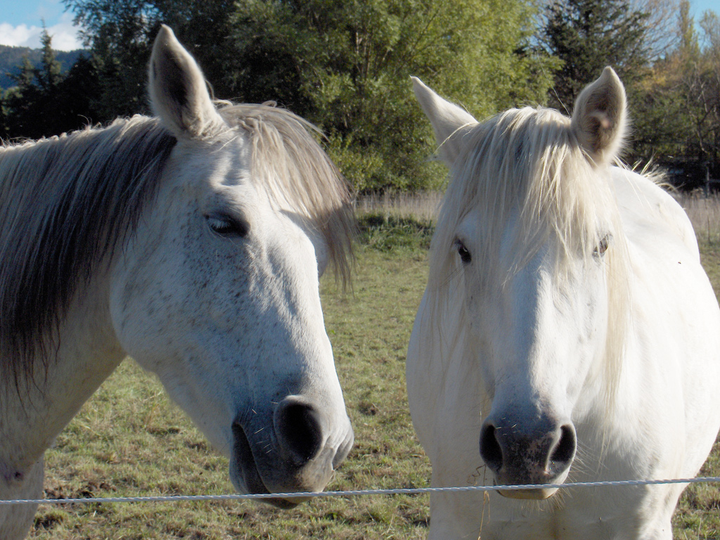 Fonds d'cran Animaux Chevaux couple de chevaux