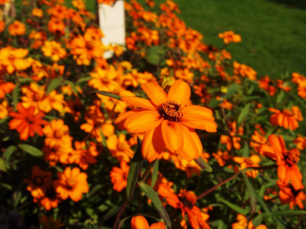 Wallpapers Nature Flowers bouquet orange