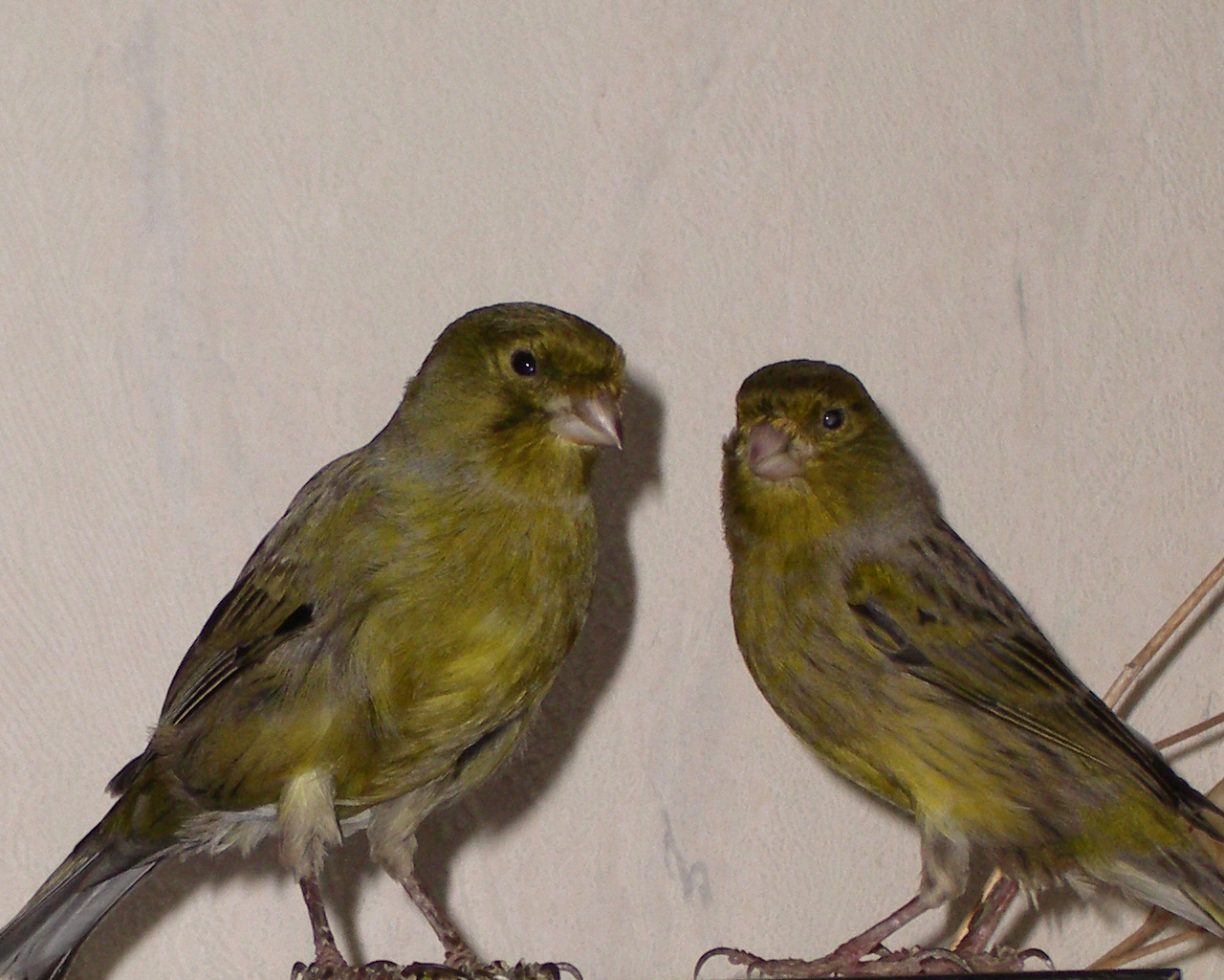 Fonds d'cran Animaux Oiseaux - Canaris Couple de canaris