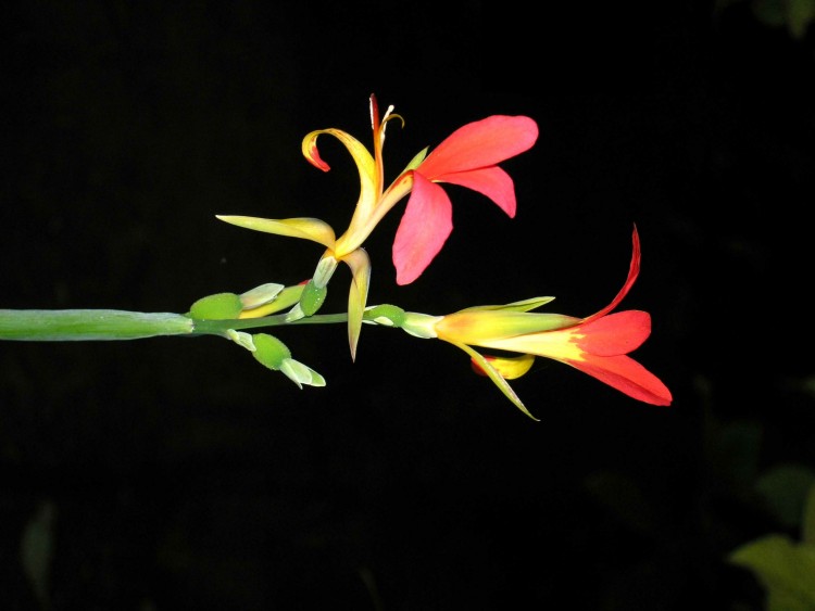 Fonds d'cran Nature Fleurs au millieu de l'obscurit