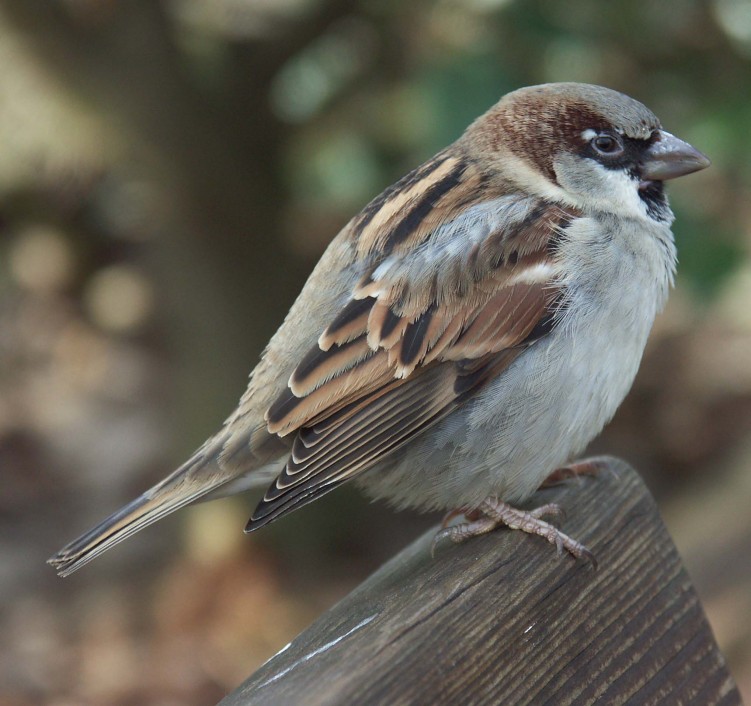 Fonds d'cran Animaux Oiseaux - Divers Un oiseau