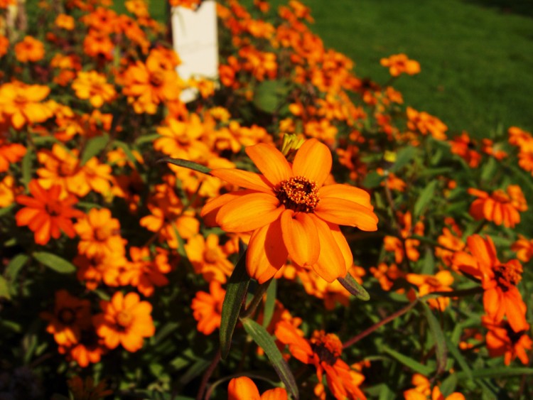 Fonds d'cran Nature Fleurs bouquet orange