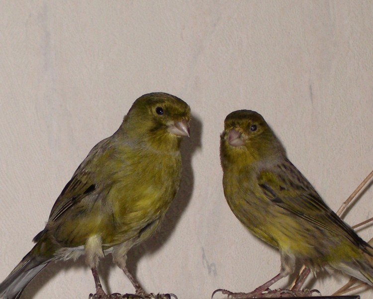 Fonds d'cran Animaux Oiseaux - Canaris Couple de canaris