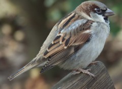 Fonds d'cran Animaux Un oiseau