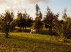 Wallpapers Animals coucher de soleil  monastir