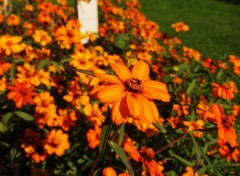 Fonds d'cran Nature bouquet orange