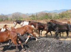 Fonds d'cran Animaux Chevaux sauvages :o)